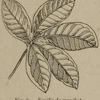 Feuille de manihot
