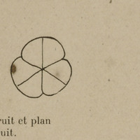 Fruit, plan du fruit et graine
