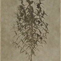 Gomphocarpus du Tanganyka