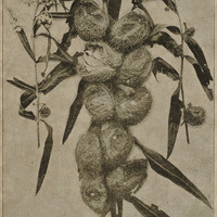 Gomphocarpus du Tanganyka