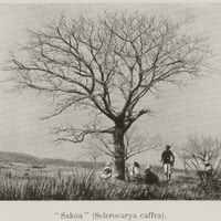 Sakoa