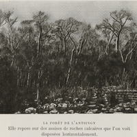 Les forêts de l'Antsingy
