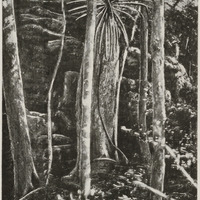 Intérieur de la forêt de l'Antsingy