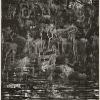 Forêt de l'Antsingy