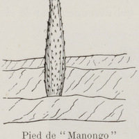 Pied de « Manongo » encastré dans les roches calcaires