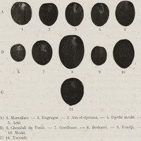 Fruits courts