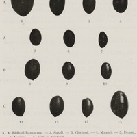 Fruits moyennement allongés