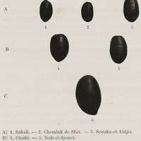 Fruits longs