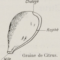 Graine de Citrus