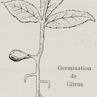 Germination de Citrus