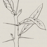 Axtrémité d'un rameau de Citrus Aurantium