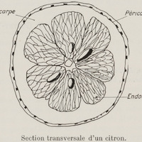 Section transversale d'un citron
