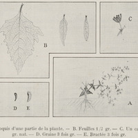 Herbier Sigesbeckia Orinetalis