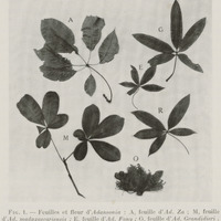 Feuilles et fleur d'Adansonia