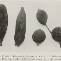 Fruits d'Adansonia