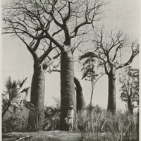 Les Baobabs