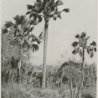 Les « Dimaka » (Borassus flabellifer)