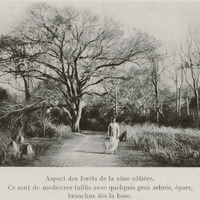 Aspect des forêts de la zone côtière