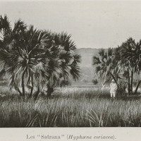 Les « Satrana » (Hyphaene coriacea)