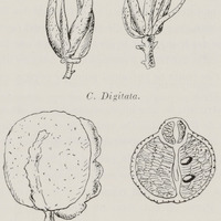 Fruits de citrus monstres