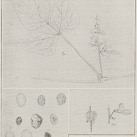 Phaseolus