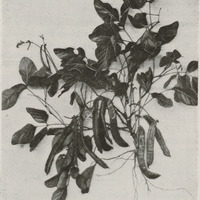 Canavalia ensiformis