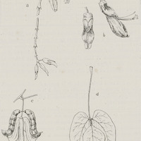 Mucuna utilis