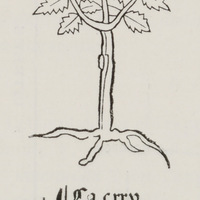 Figure de Citrus d'un Ortus saniatis anonyme
