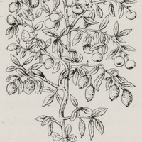 Figure de Citrus du Stirpium historia deTragus (1552)
