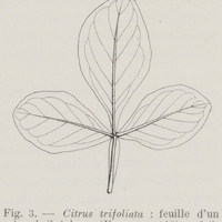 Citrus trifoliata : feuille d'un arbre de Sutchuen