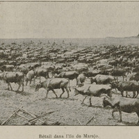 Bétail dans l'ile de Marajo