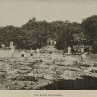 Une tuerie de caïmans