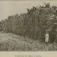 Plantation de canne à sucre