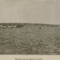 Récolte de la canne à sucre