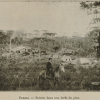 Parana - Scierie dans une forêts de pins