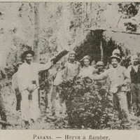 Parana - Herva à flamber