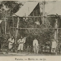 Parana - Herva au carijo