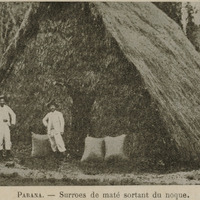 Parana - Surroes de maté sortant du noque