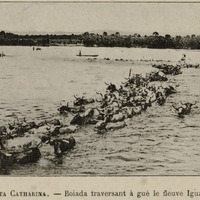 Santa Catharina - Boiada traversant à gué le fleuve Iguassu