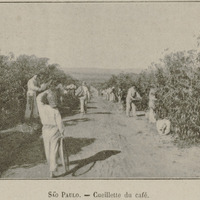 Sao Paulo - Cueillette de café