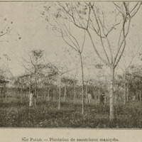 Sao Paulo - Plantation de caoutchouc