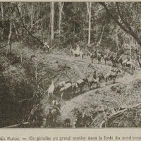 Sao Paulo - Un picado ou grand sentier dans la forêt du nord-ouest