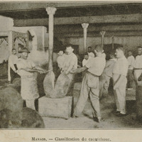 Manaos - Classification du caoutchouc