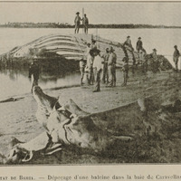 Etat de Bahia - Dépeçage d'une baleine dans la baie de Caravellas