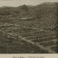 Etat de Bahia - Plantation de Tabac