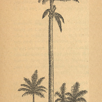 Fig. 1.— L'Arec ou chou palmiste, Oreodoxa regia, Willd