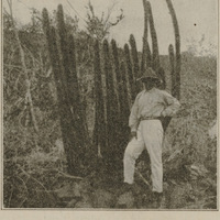 Végétation de la catinga