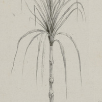 Canne à sucre