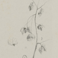 Cotonnier