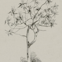 Arbre à pain